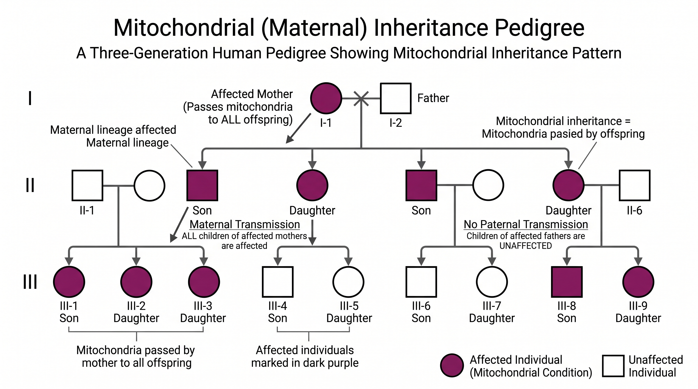 Mitochondriale Vererbung — Stammbaum, der maternale (mitochondriale) Vererbung eines Merkmals zeigt, das von einer betroffenen Mutter unabhängig vom Geschlecht auf alle Kinder weitergegeben wird.