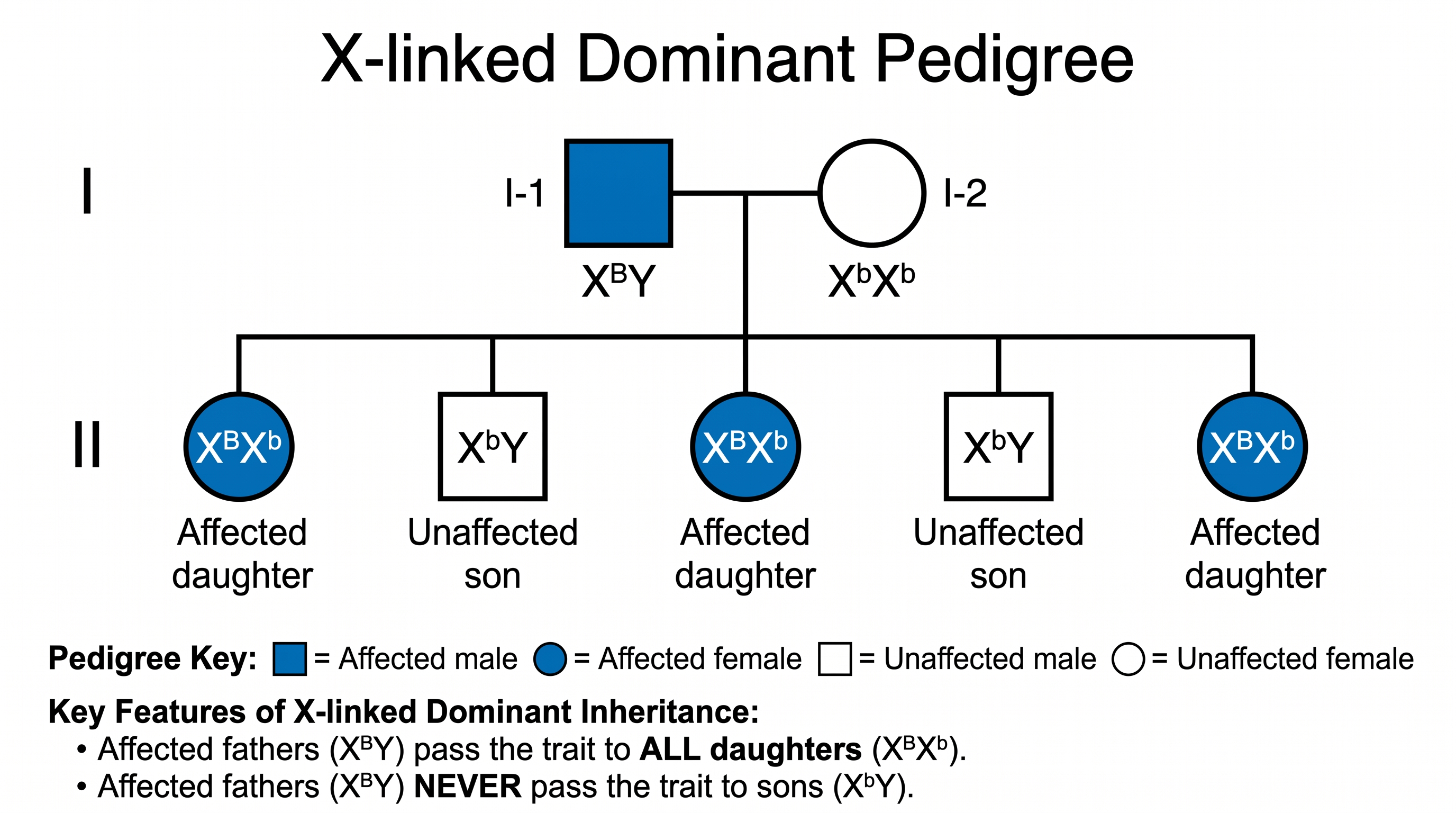 X-chromosomal-dominant — Stammbaum für eine X-chromosomal-dominante Erkrankung, der das charakteristische Muster zeigt, bei dem alle Töchter eines betroffenen Vaters betroffen sind.