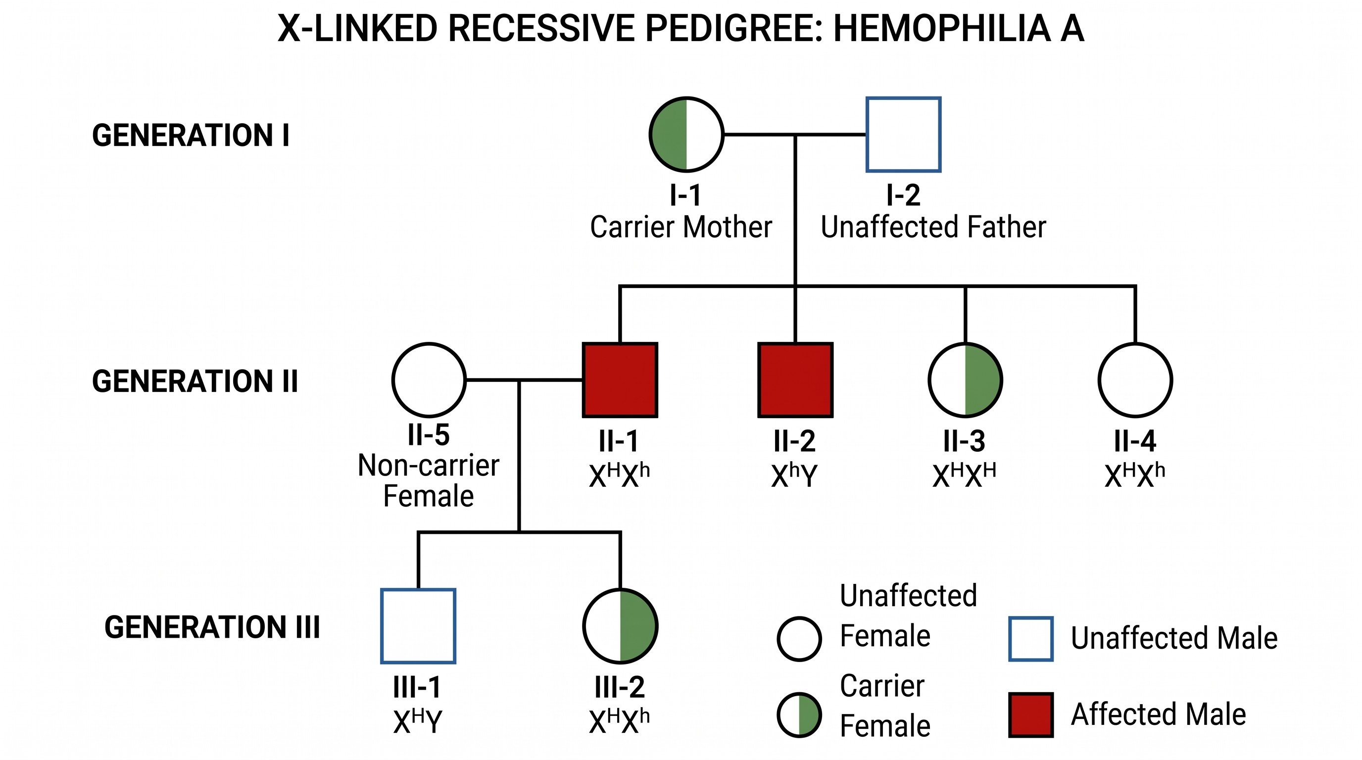 X-chromosomal-rezessiv — Familienstammbaum für eine X-chromosomal-rezessive Erkrankung wie Hämophilie A mit Trägerinnen und betroffenen Männern über Generationen.