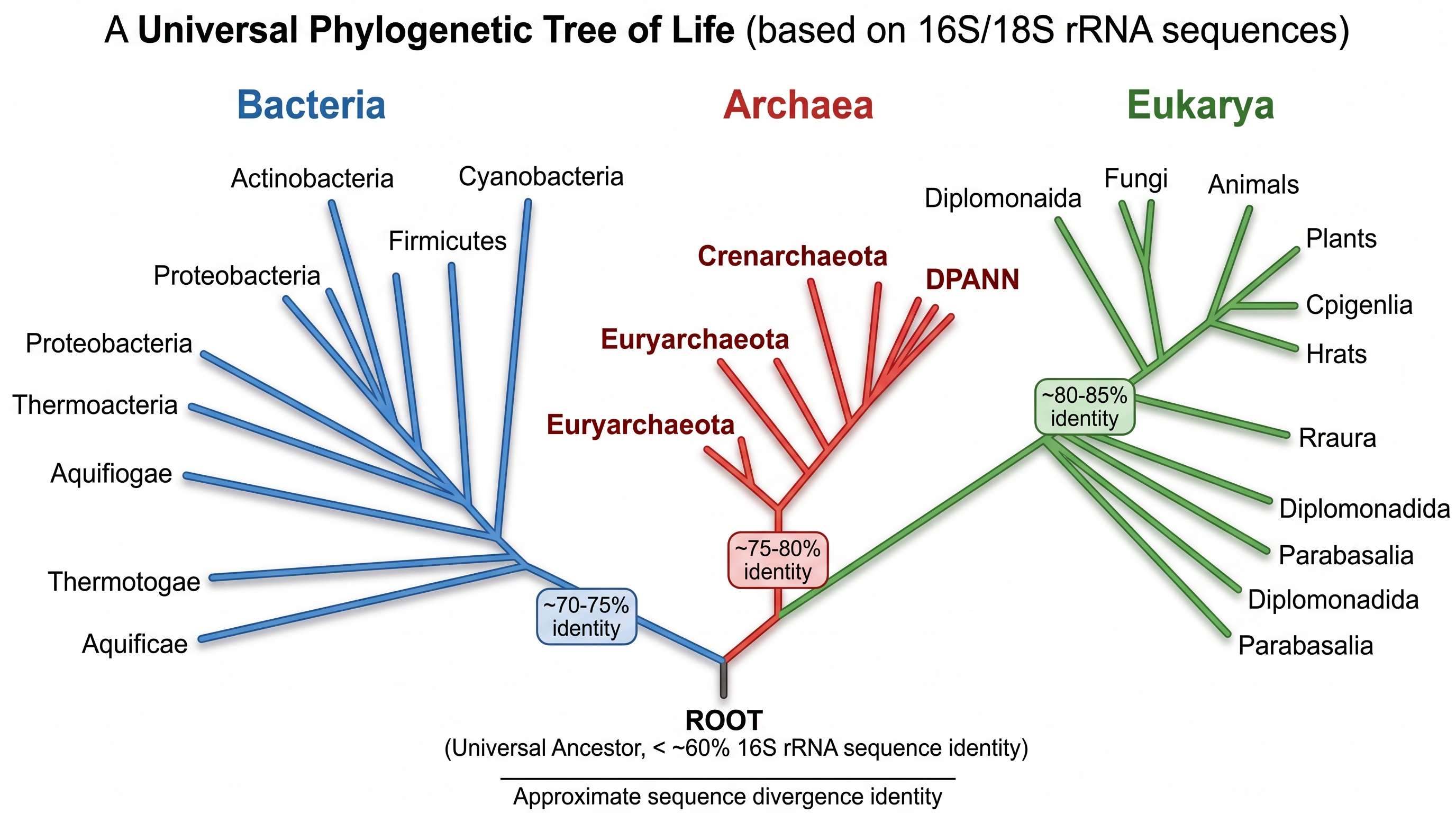 16S rRNA 미생물 계통수 — 대표적인 분류군이 있는 세균, 고균, 진핵생물 도메인을 보여주는 16S/18S rRNA 서열 기반의 생명의 계통수.