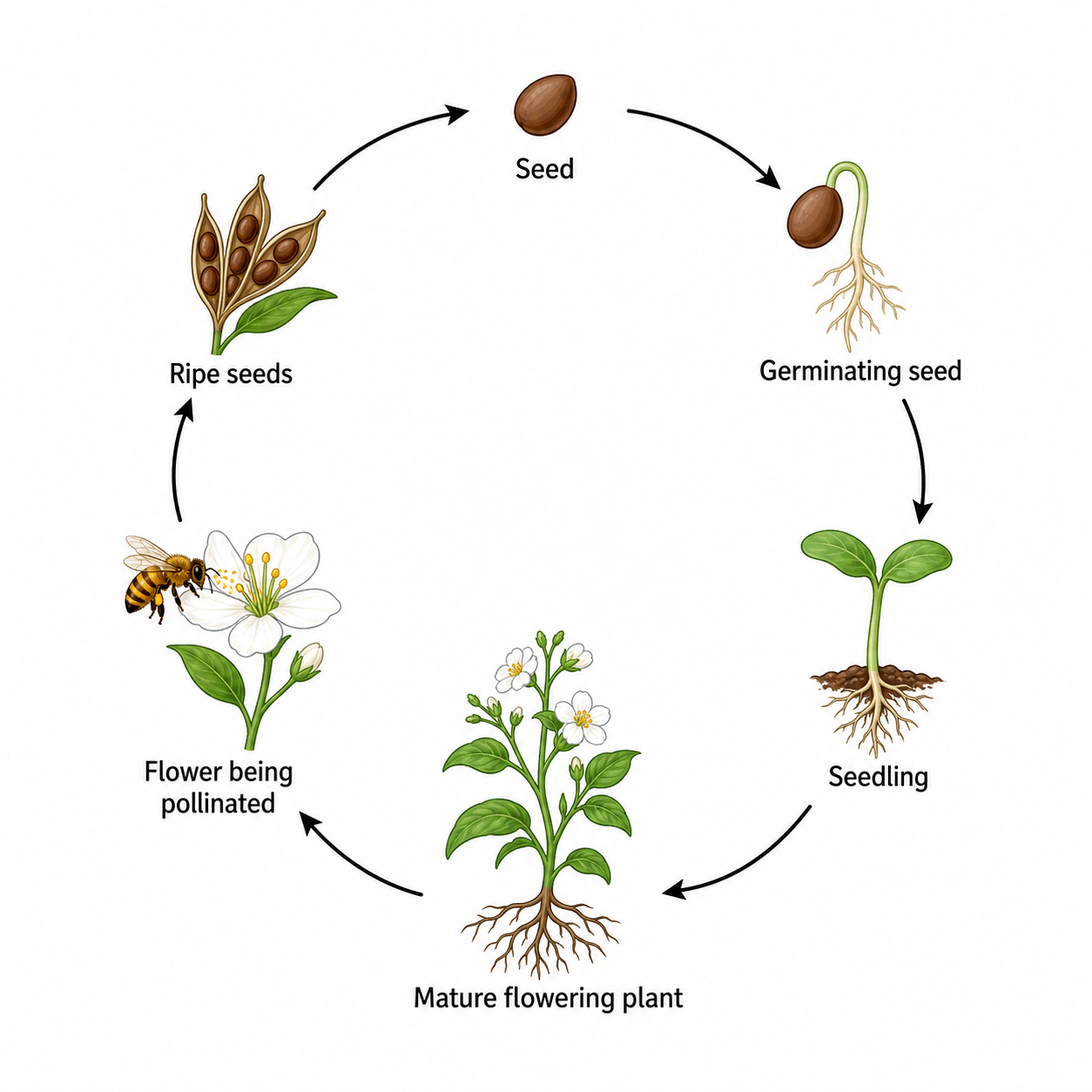 Diagramma del ciclo vitale della pianta — Disegna un ciclo vitale della pianta etichettato dal seme alla germinazione, crescita e fioritura.
