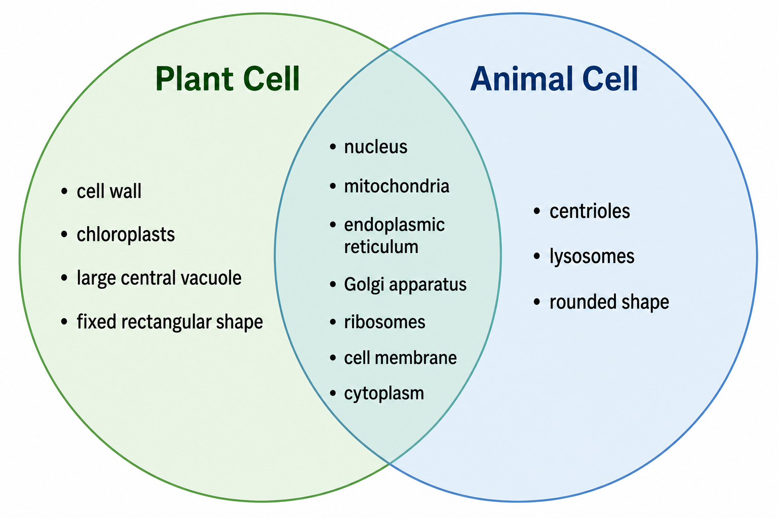 Venn-Diagramm — Gemeinsame Organellen in der Schnittmenge, mit nur bei Pflanzen und nur bei Tieren vorkommenden Merkmalen in den jeweiligen Kreisen.