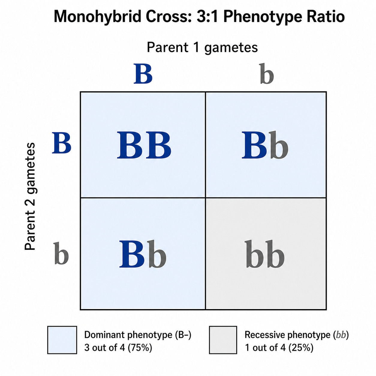 單性狀雜交 — 一個針對單一基因的 2x2 方格，座標軸上放配子，並填入 BB、Bb、bb 子代基因型。
