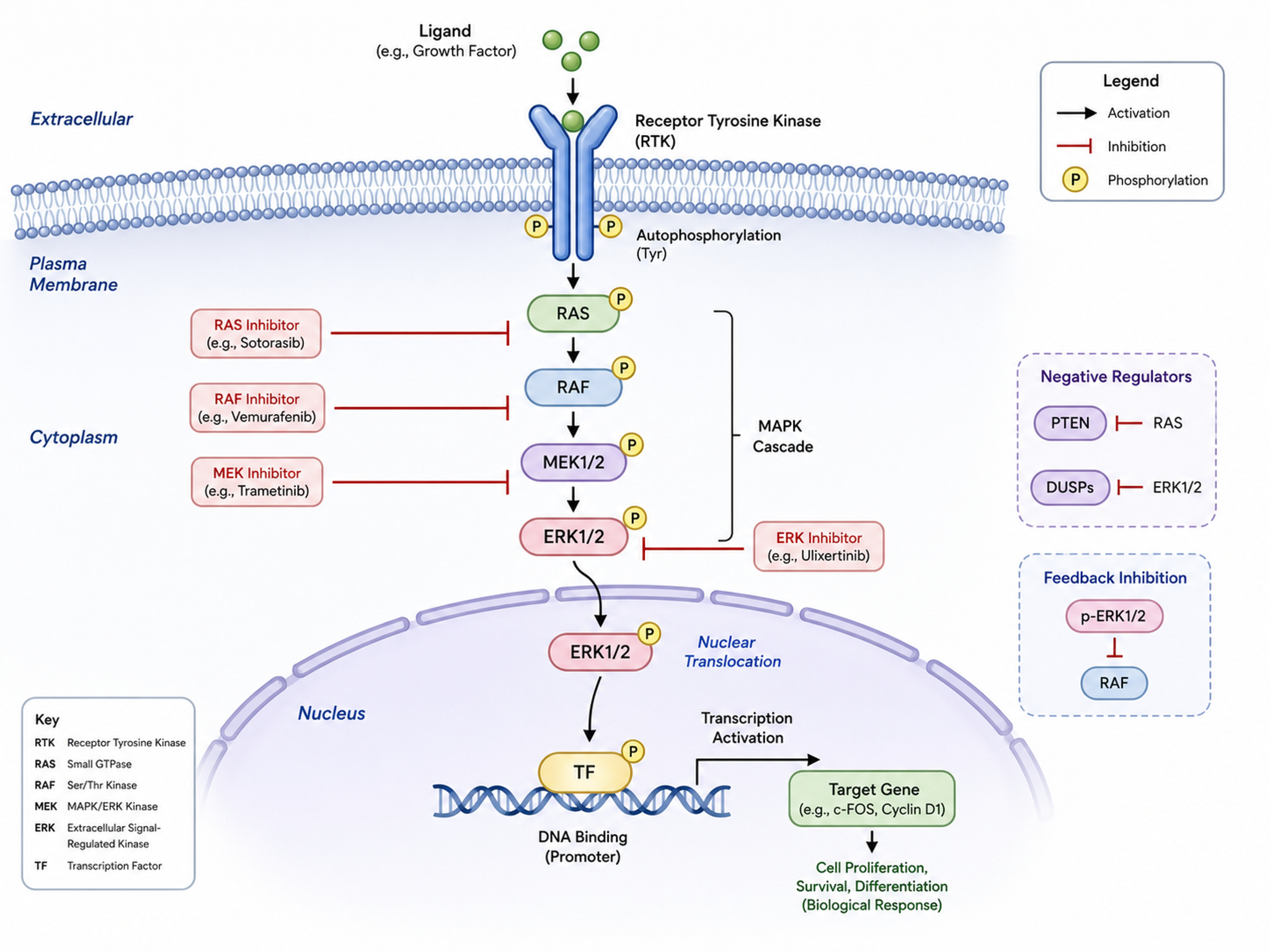 Schema del Meccanismo — Schema del meccanismo di segnalazione cellulare per articoli di biologia molecolare, con proteine etichettate e frecce di pathway.