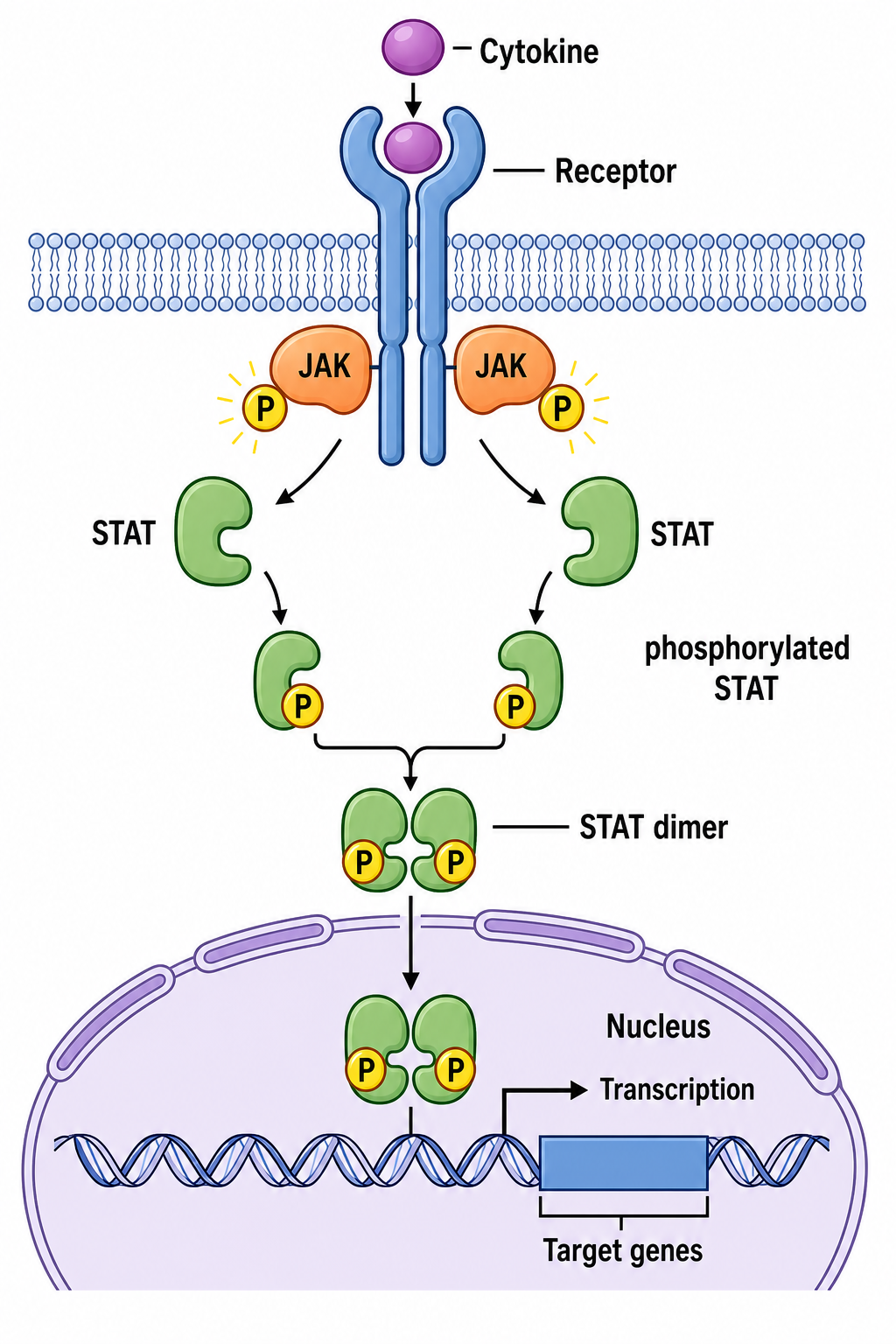 JAK STAT Signalweg-Diagramm Zytokinrezeptor JAK-Aktivierung STAT-Phosphorylierung Dimerisierung und nukleäre Transkription