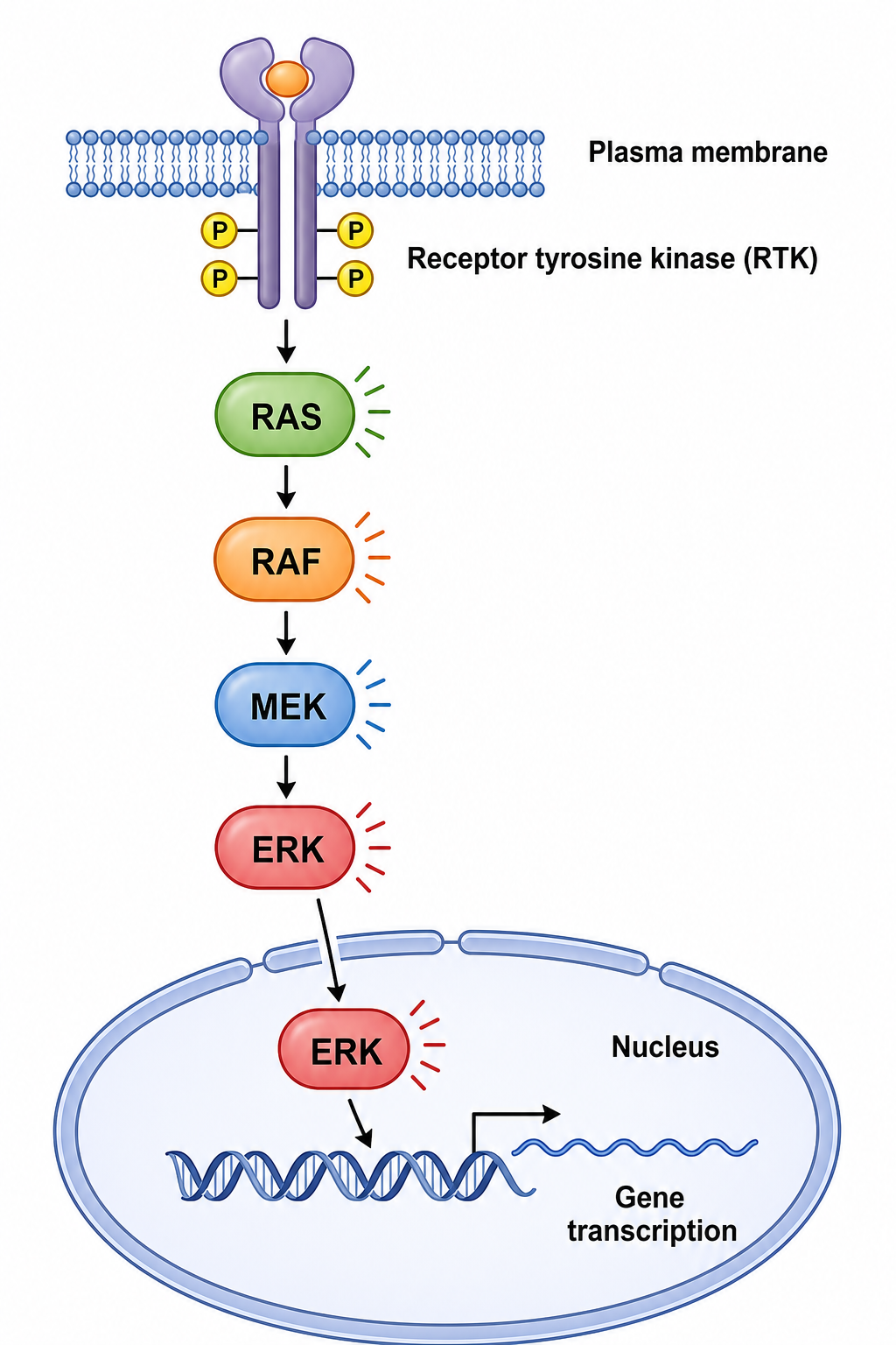 Generatore di diagrammi delle vie di segnalazione — Disegna cascate di segnalazione etichettate — MAPK, PI3K-AKT, Wnt, NF-κB, JAK-STAT e TGF-β.