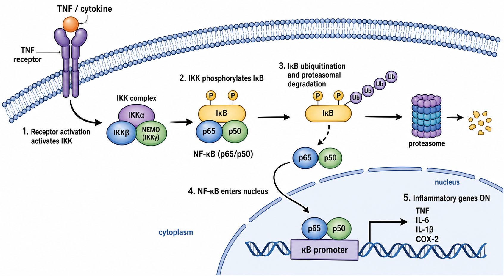 Diagramma della via NF-kappaB recettore TNF che attiva il complesso IKK degradazione di IkB e NF-kB che entra nel nucleo
