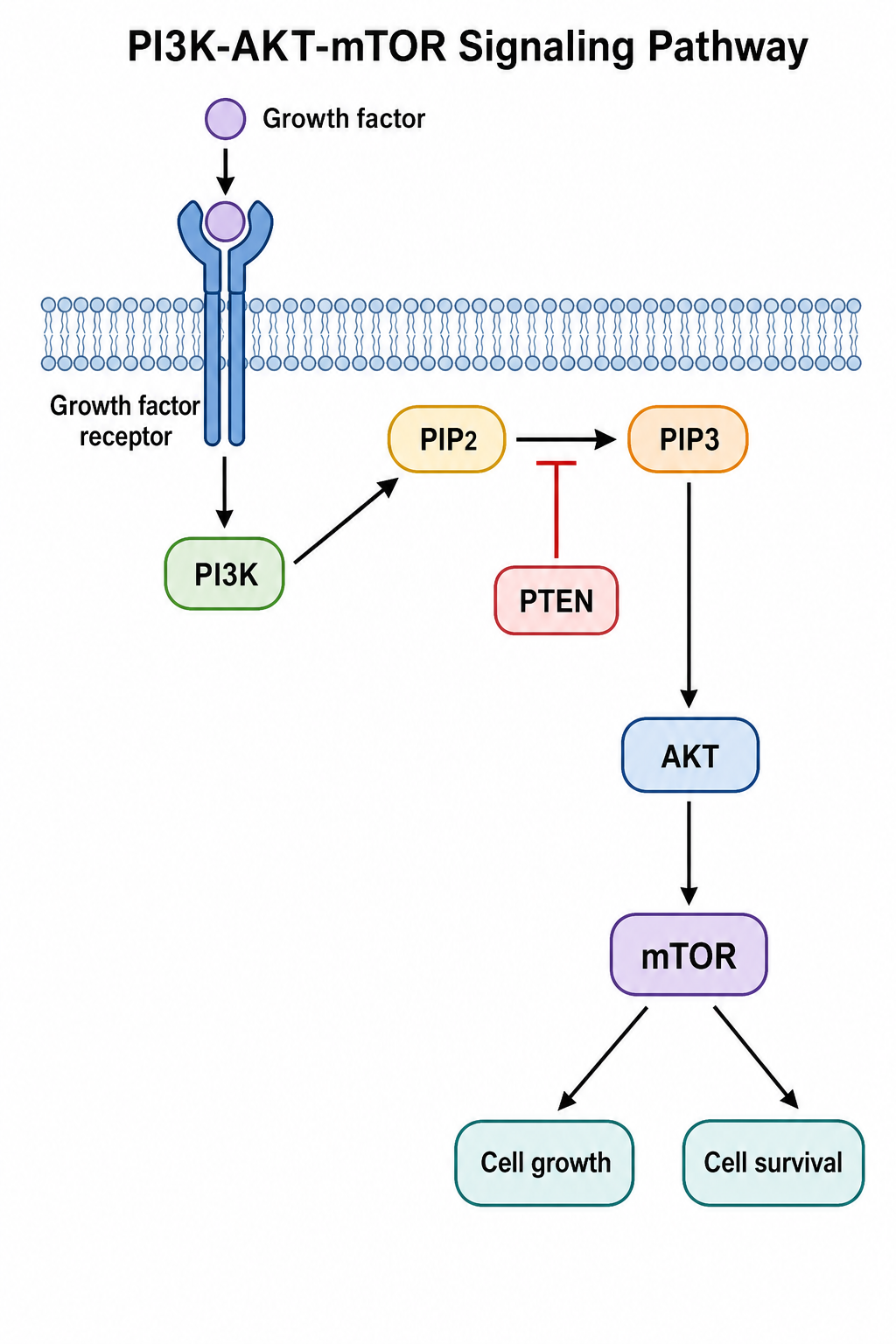 PI3K AKT mTOR Signalweg-Diagramm von Wachstumsfaktor-Rezeptor über PIP3 AKT und mTOR mit beschriftetem PTEN-Inhibitor