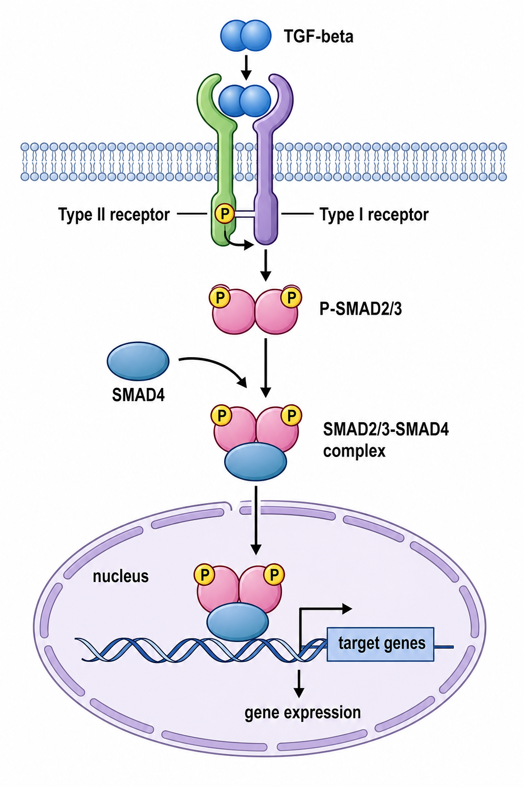 TGF beta SMAD Signalweg-Diagramm Typ-I- und -II-Rezeptoren SMAD2 3 Phosphorylierung SMAD4-Komplex und nukleäre Genregulation