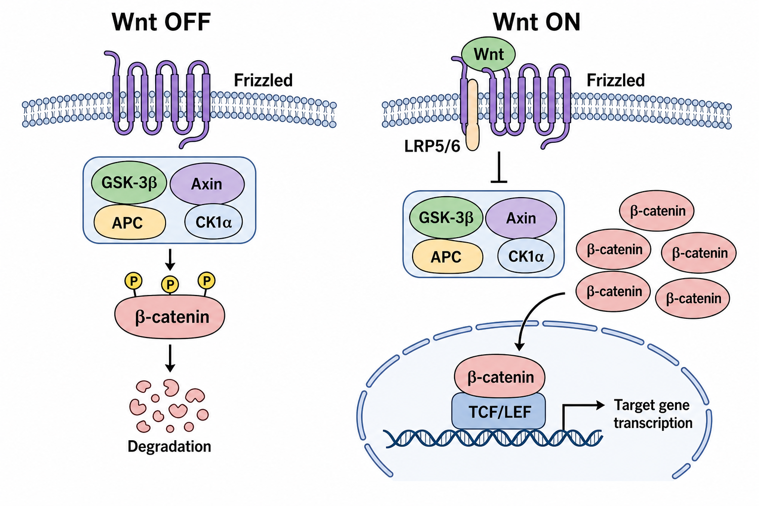 Diagramma della via Wnt beta-catenina negli stati off e on che mostra il complesso di degradazione GSK-3 beta e TCF LEF nel nucleo