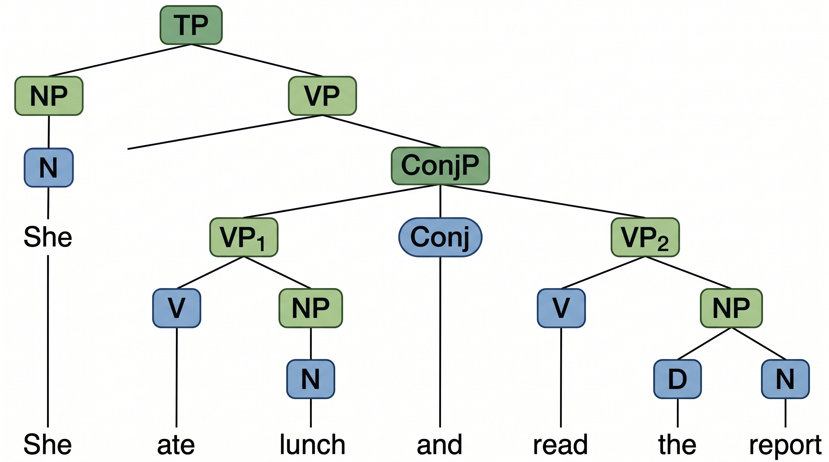 Koordinierte VP — Baum für einen Satz mit koordinierter VP ('aß zu Mittag und las den Bericht') mit ConjP-Knoten unter der Haupt-VP.