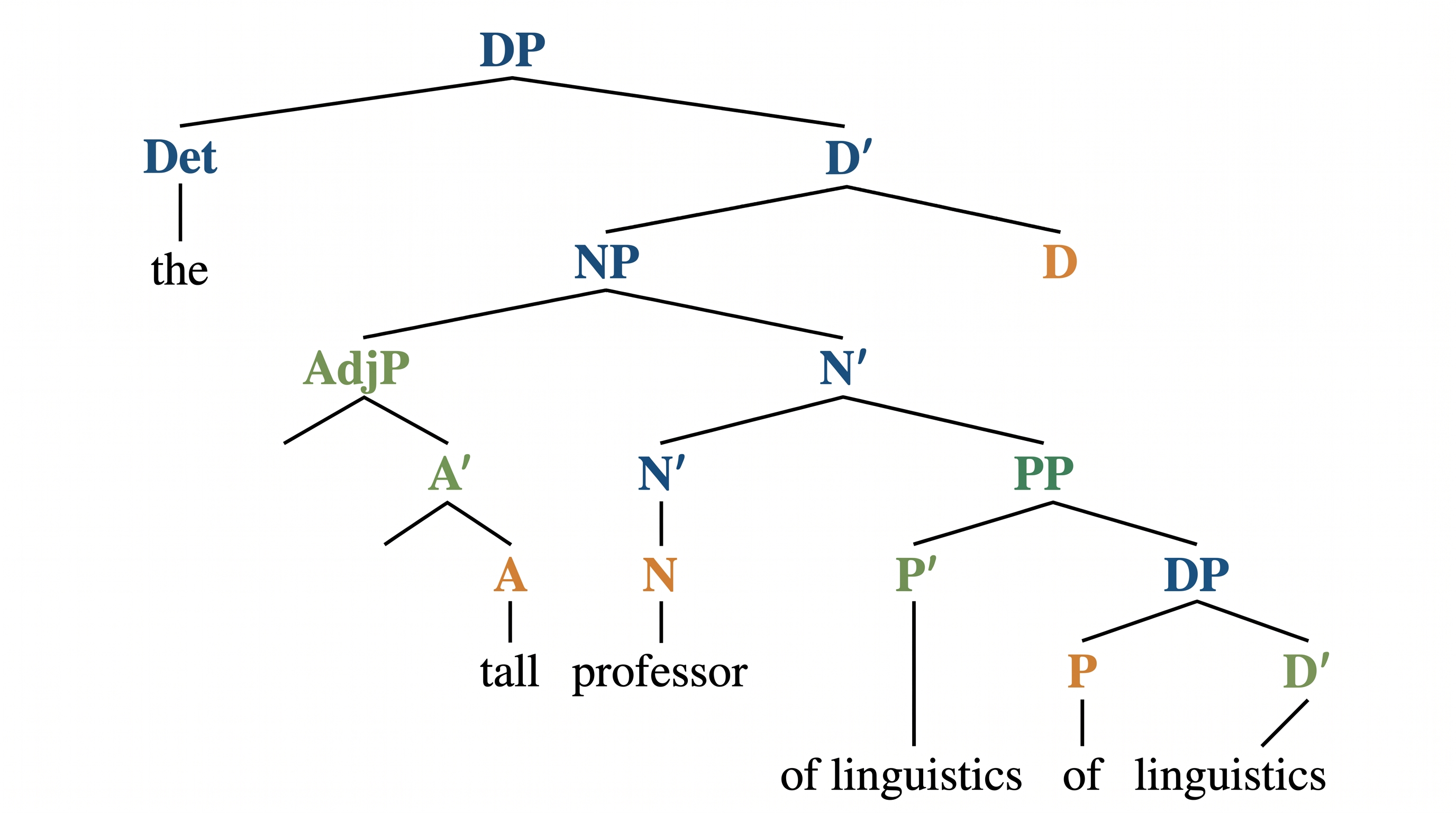 X-bar-Nominalphrase — X-bar-Baum für eine komplexe NP mit Spezifikator, N-Bar und Kopfnomen sowie adjektivischen und präpositionalen Modifikatoren.