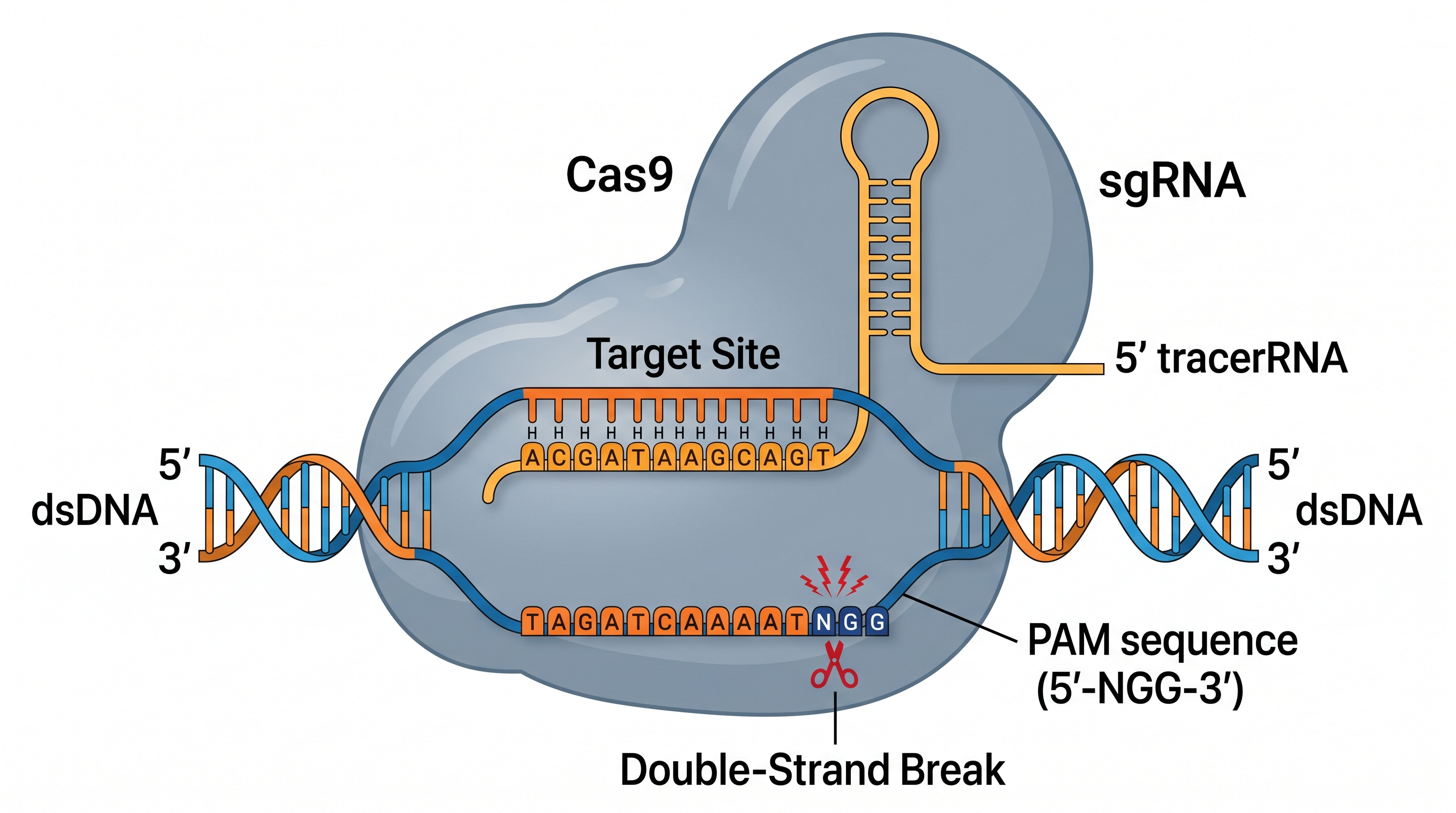 CRISPR-Cas9 机制图,展示 Cas9 蛋白、向导 RNA 与靶 DNA 碱基配对、PAM 序列以及双链切割位点