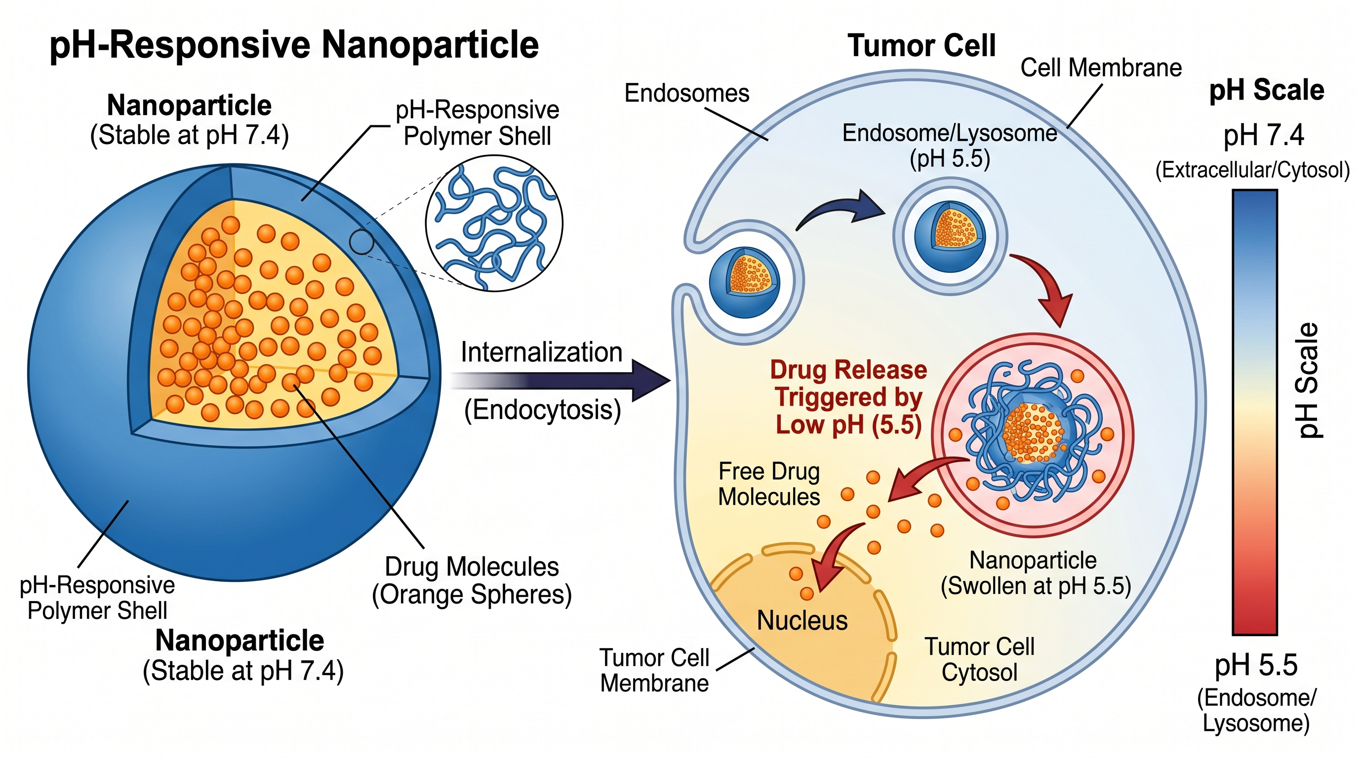 Nanopartikel-Wirkstoffabgabe — Grafisches TOC, das pH-sensitive Nanopartikel zeigt, die einen Wirkstoff innerhalb einer Tumorzelle freisetzen, mit Querschnittsschema und pH-Skala.