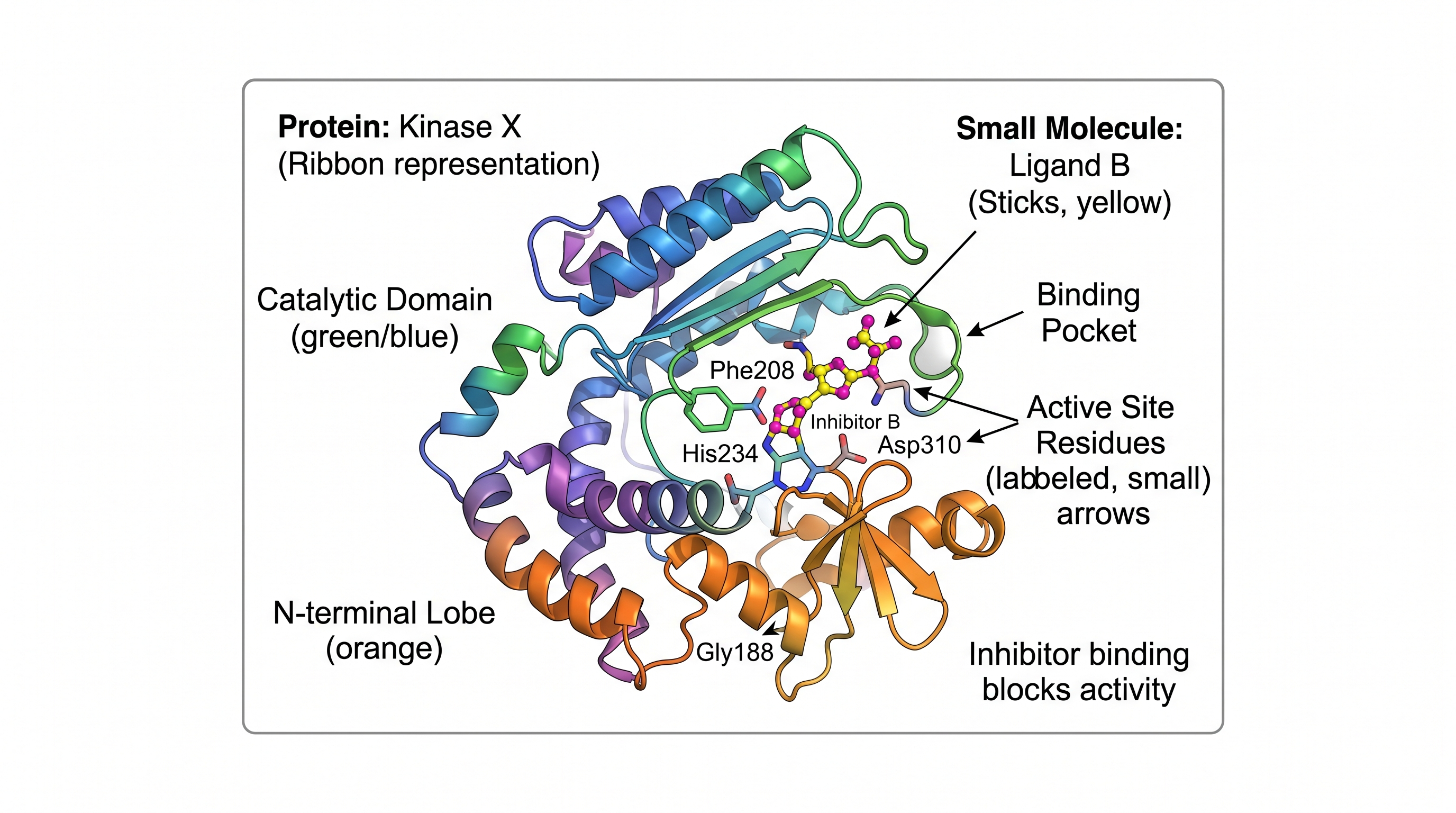 Protein-Ligand-Bindung — TOC-Grafik mit einem Bänderdiagramm eines Proteins mit einem kleinen Molekül-Liganden in der aktiven Seite, beschrifteten Bindungsresten und einem Ki-Wert.
