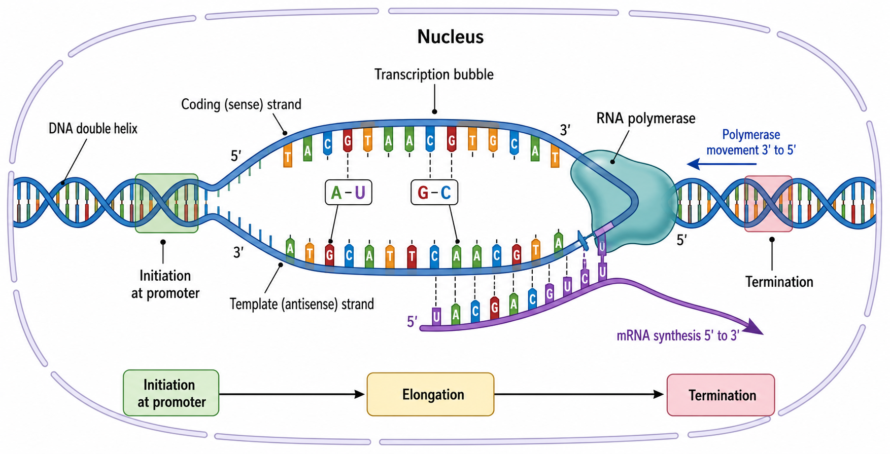 Beschreibe dein molekularbiologisches Diagramm