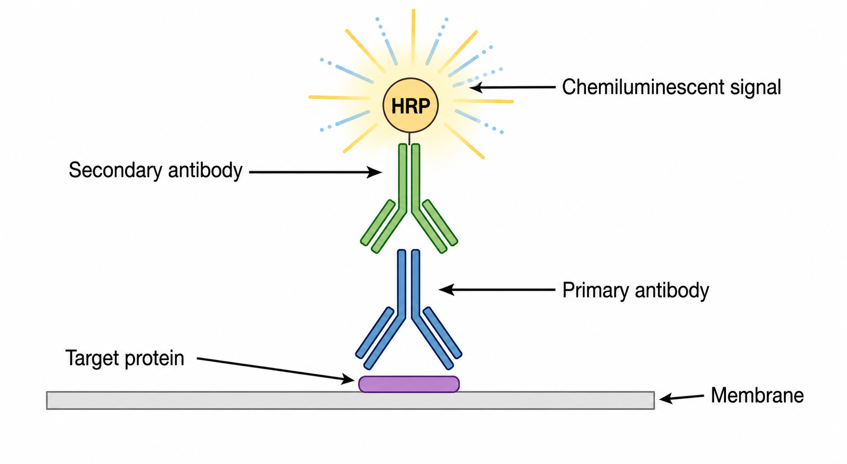 Diagramma di rilevamento con anticorpi che mostra un anticorpo primario che lega la proteina bersaglio e un anticorpo secondario coniugato con HRP che produce un segnale chemiluminescente sulla membrana
