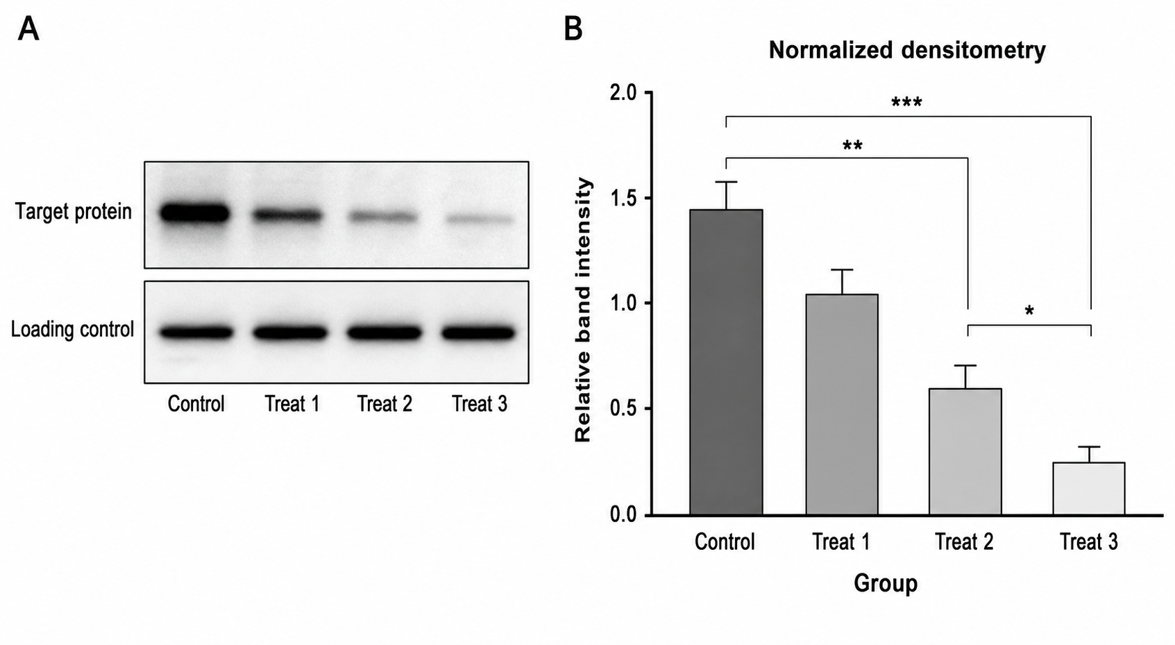 Figura di quantificazione densitometrica del western blot con corsie di immunoblot a sinistra e un grafico a barre dell'intensità relativa delle bande a destra, normalizzato rispetto al controllo di caricamento