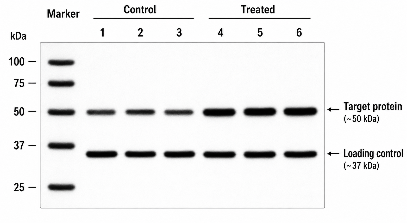 Figura dei risultati di western blot con corsie di controllo e trattato, una banda della proteina bersaglio, una banda di controllo di caricamento GAPDH sotto e una scala di marcatori in kDa a sinistra