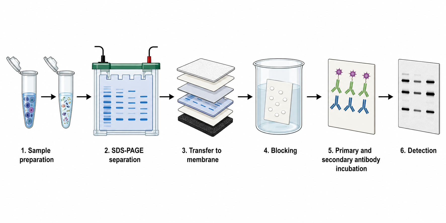 Generatore di figure di Western blot — Disegna flussi di lavoro e risultati di Western blot etichettati — bande, controlli di caricamento e quantificazione.