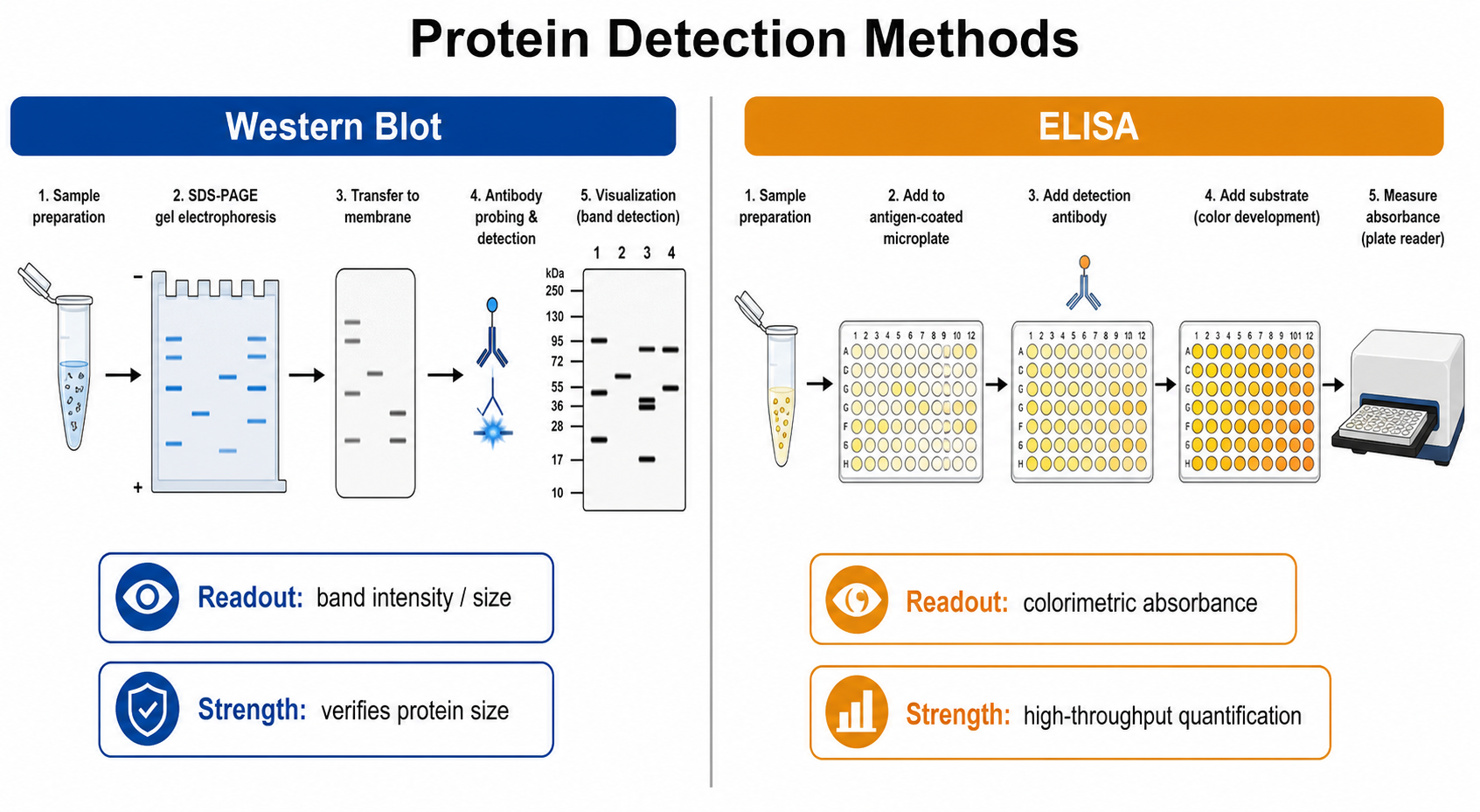 Diagramma di confronto western blot vs ELISA che mostra due colonne che contrappongono lettura, formato e principale punto di forza di ciascun metodo di rilevamento proteico